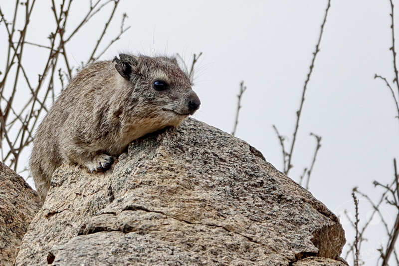 Tansania - Serengeti