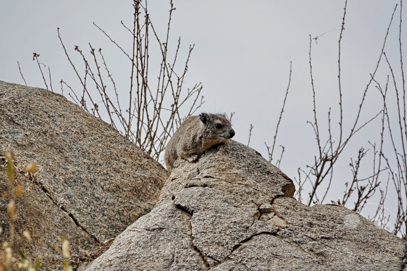 Tansania - Serengeti