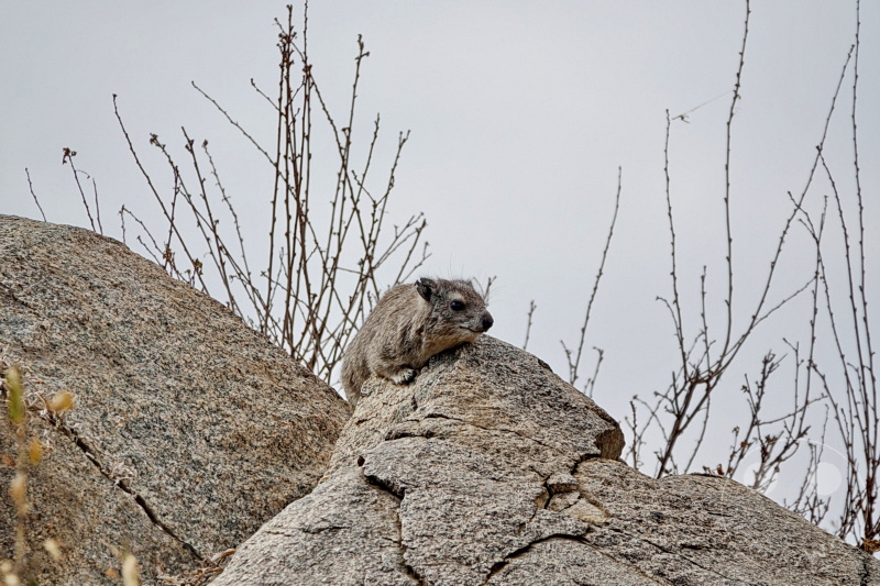 Tansania - Serengeti