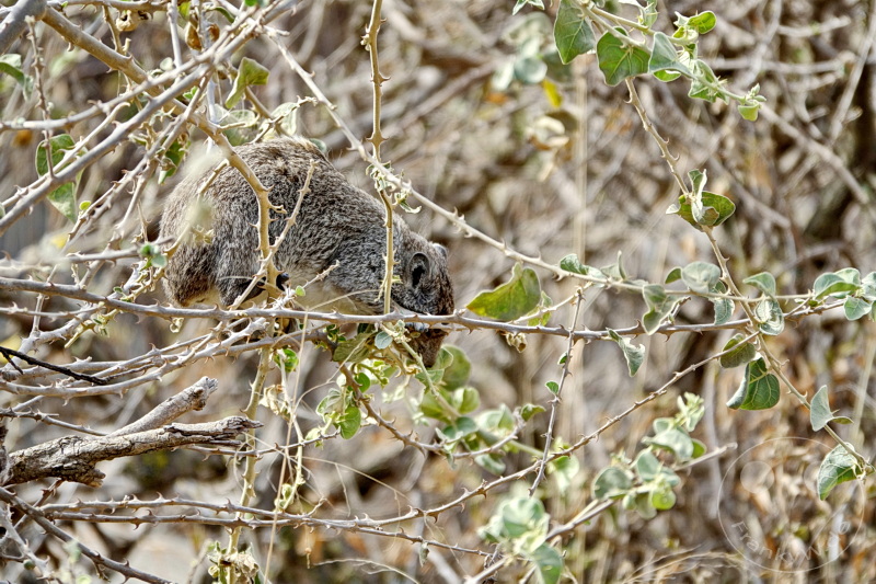 Tansania - Serengeti
