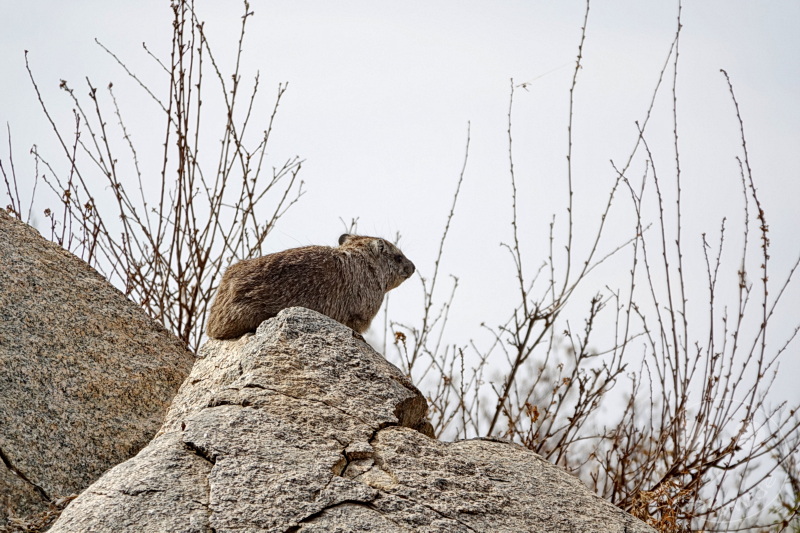 Tansania - Serengeti