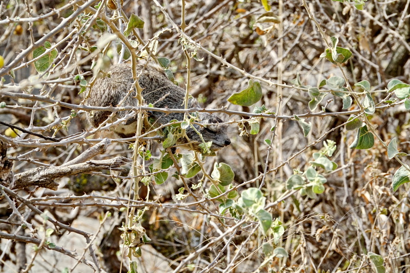 Tansania - Serengeti