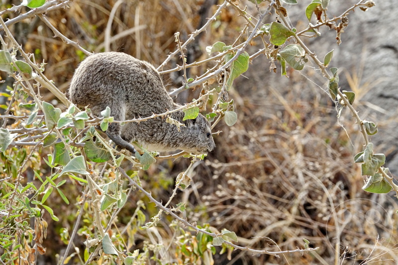 Tansania - Serengeti