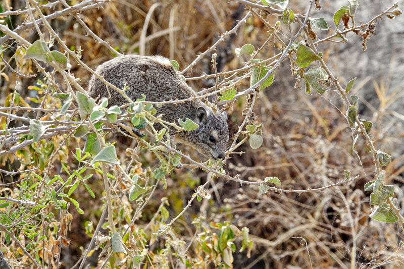 Tansania - Serengeti