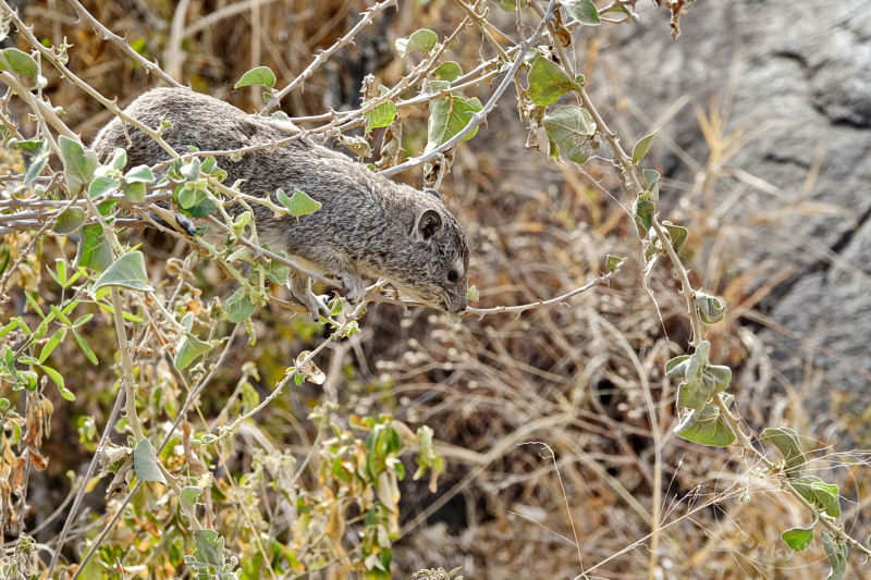 Tansania - Serengeti