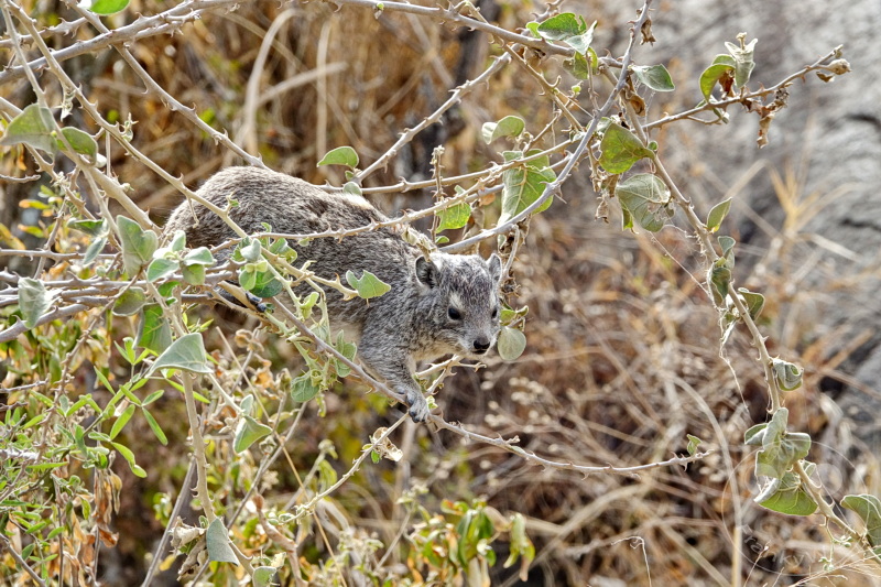 Tansania - Serengeti