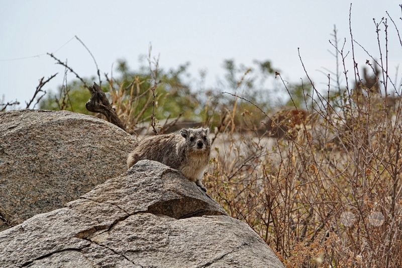 Tansania - Serengeti