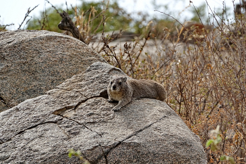 Tansania - Serengeti