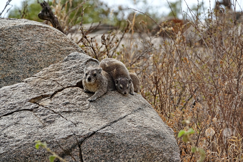 Tansania - Serengeti