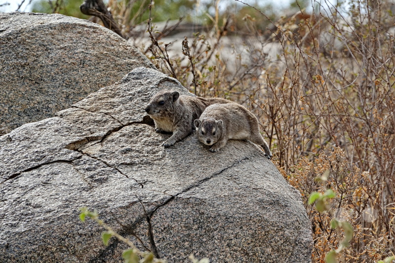 Tansania - Serengeti