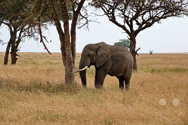 Tansania - Serengeti