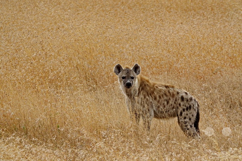 Tansania - Serengeti