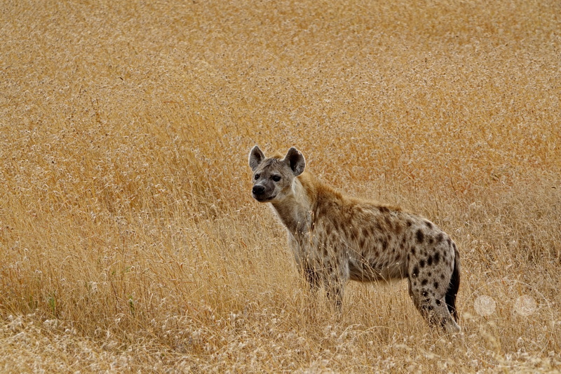 Tansania - Serengeti
