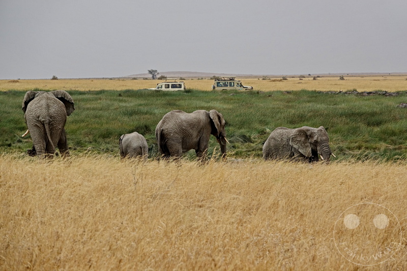 Tansania - Serengeti