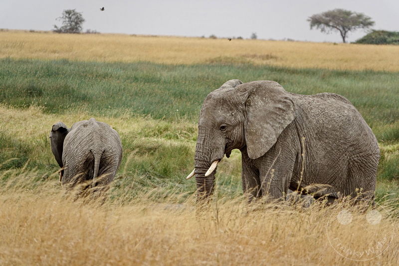 Tansania - Serengeti