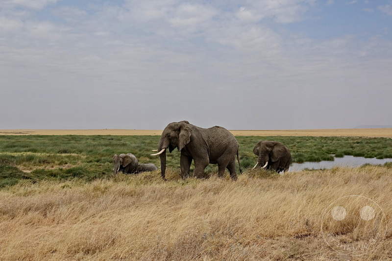 Tansania - Serengeti