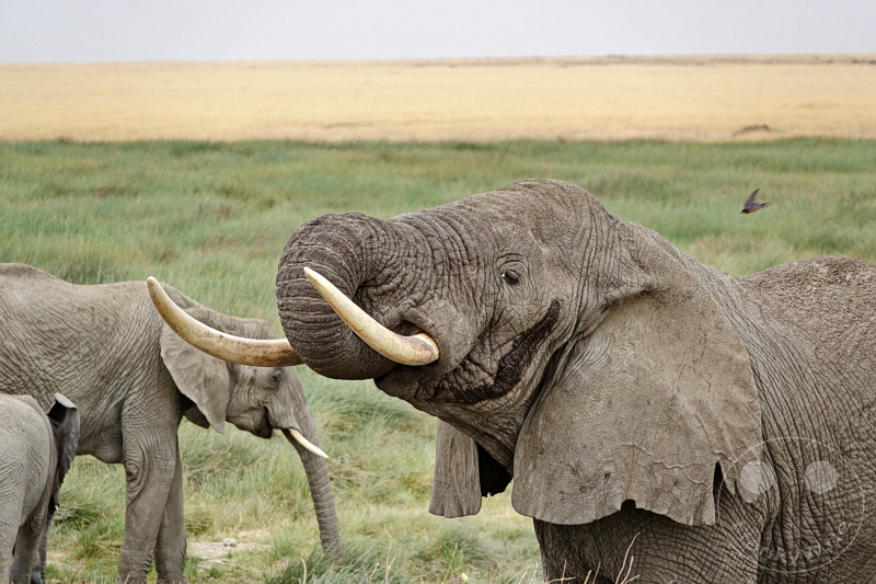 Tansania - Serengeti