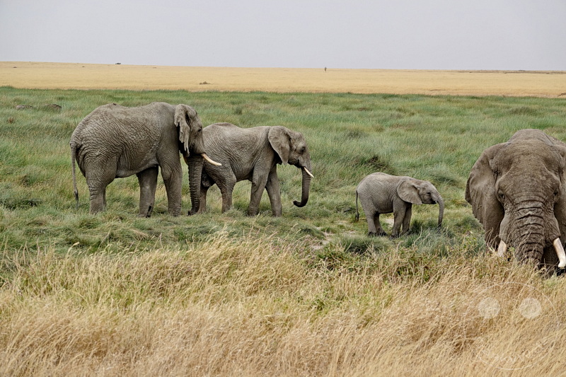 Tansania - Serengeti
