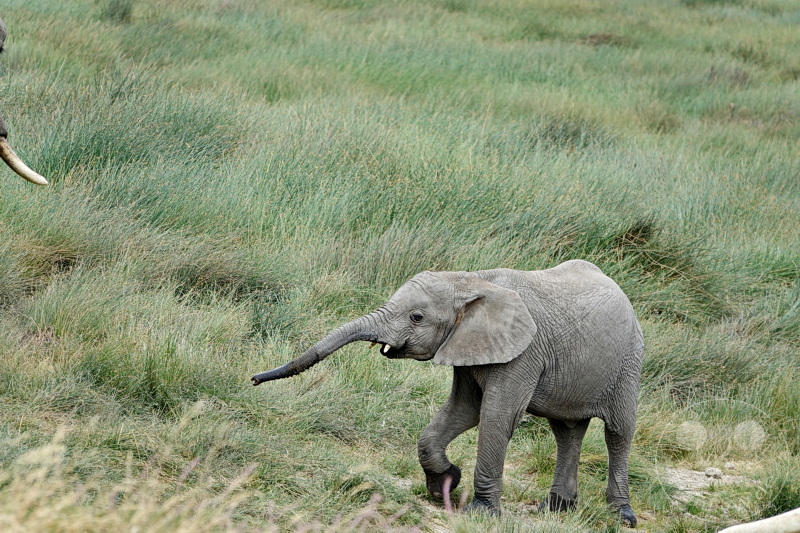 Tansania - Serengeti