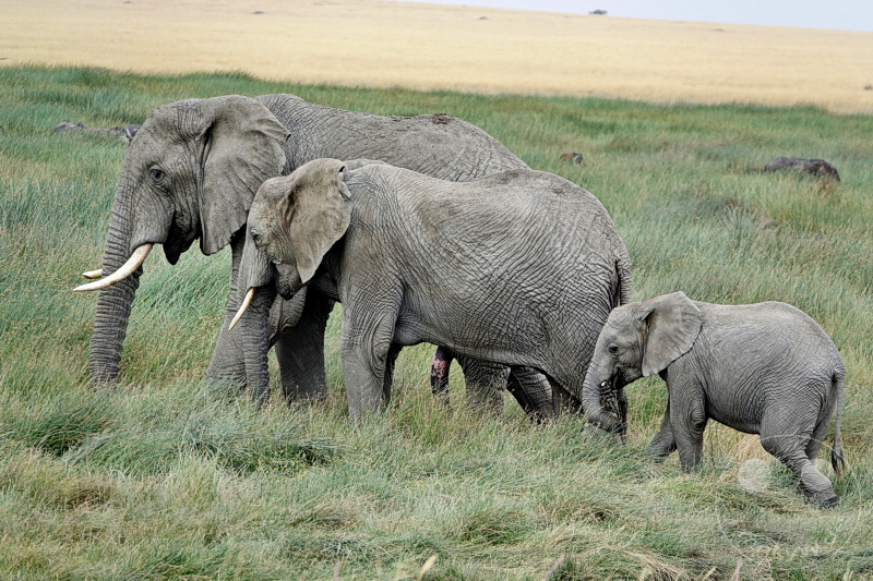 Tansania - Serengeti