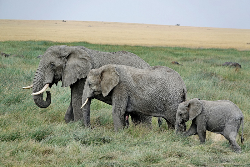 Tansania - Serengeti