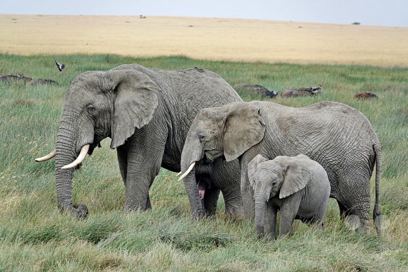 Tansania - Serengeti