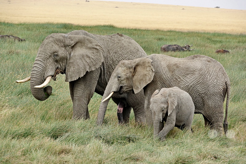 Tansania - Serengeti