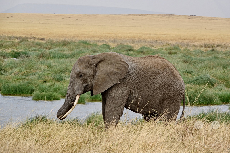 Tansania - Serengeti