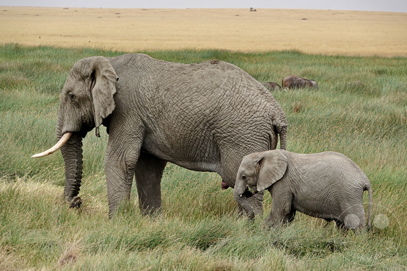 Tansania - Serengeti