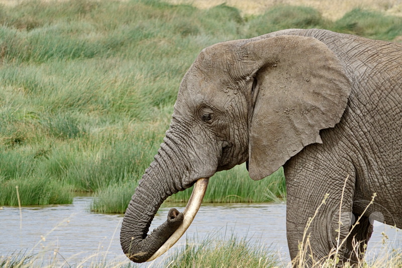 Tansania - Serengeti