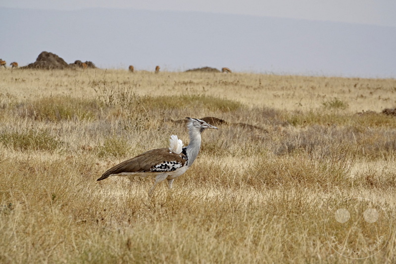 Tansania - Serengeti
