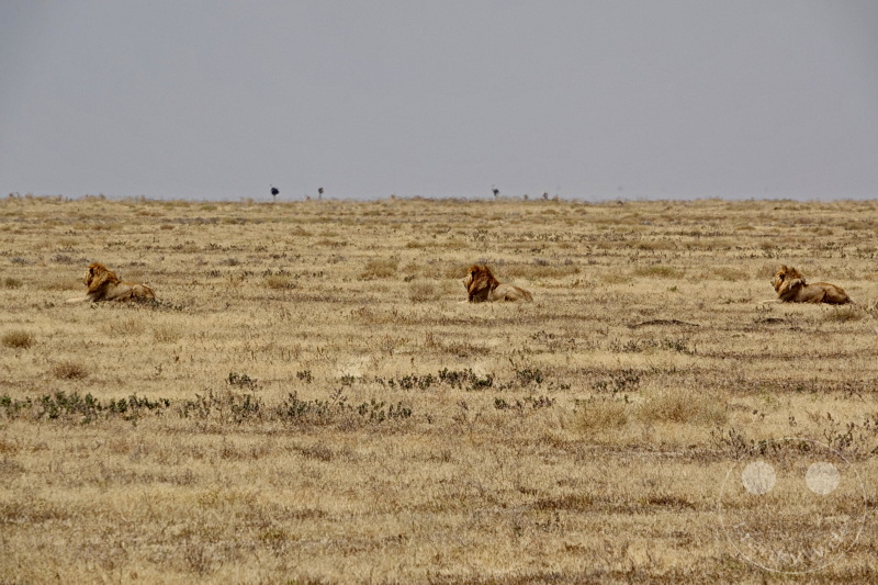 Tansania - Serengeti