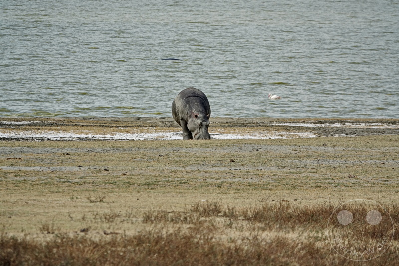 Tansania - Ngorongoro-Krater