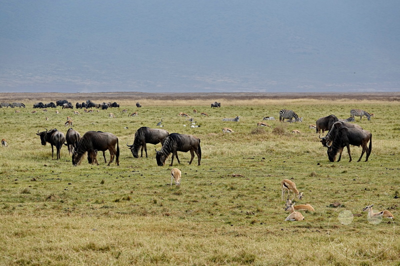Tansania - Ngorongoro-Krater