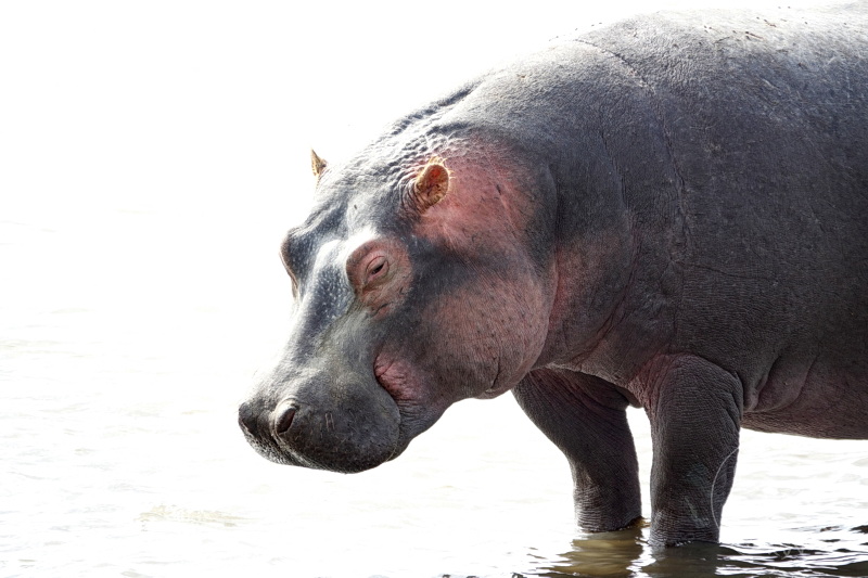 Tansania - Ngorongoro-Krater