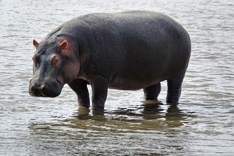 Tansania - Ngorongoro-Krater