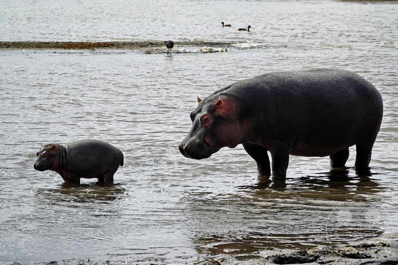 Tansania - Ngorongoro-Krater