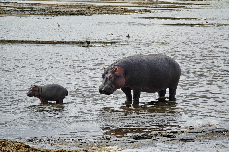 Tansania - Ngorongoro-Krater