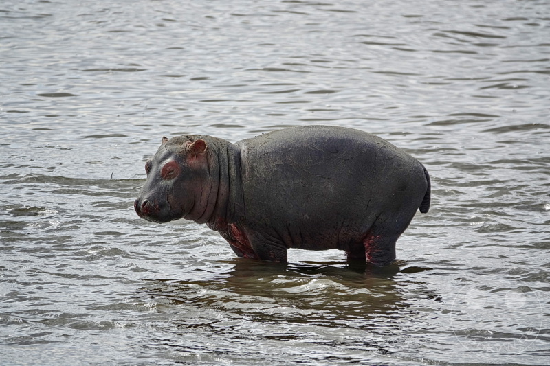 Tansania - Ngorongoro-Krater