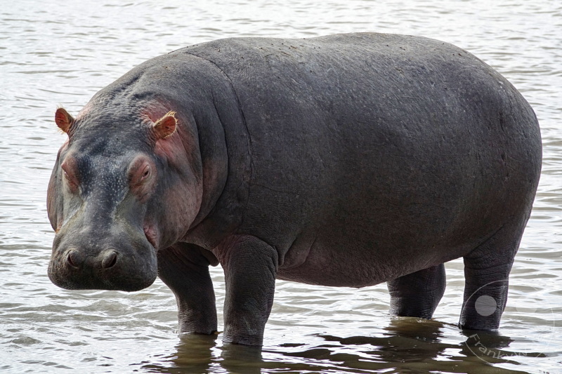 Tansania - Ngorongoro-Krater