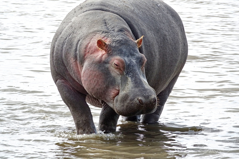 Tansania - Ngorongoro-Krater