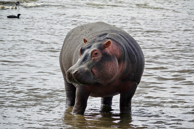 Tansania - Ngorongoro-Krater