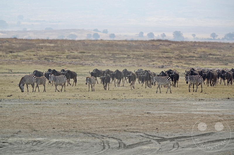 Tansania - Ngorongoro-Krater