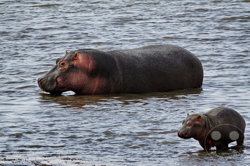 Tansania - Ngorongoro-Krater