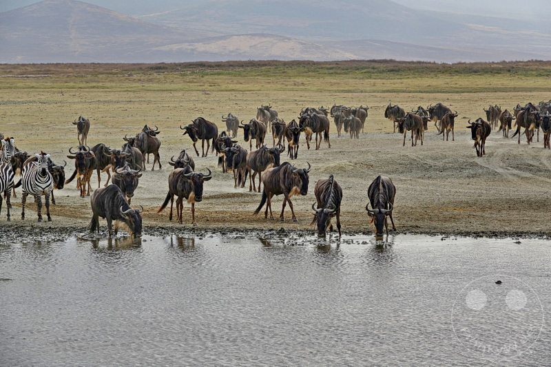 Tansania - Ngorongoro-Krater