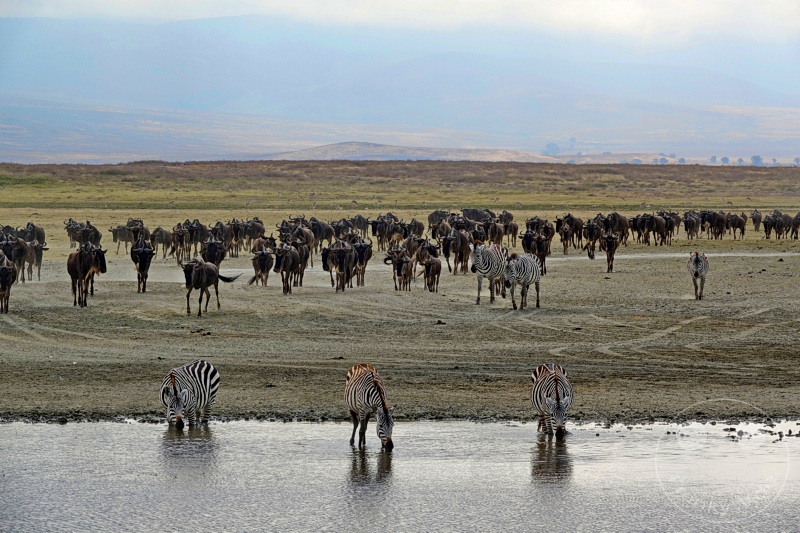 Tansania - Ngorongoro-Krater