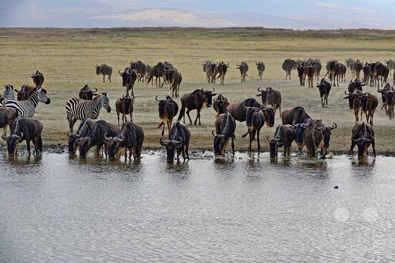 Tansania - Ngorongoro-Krater