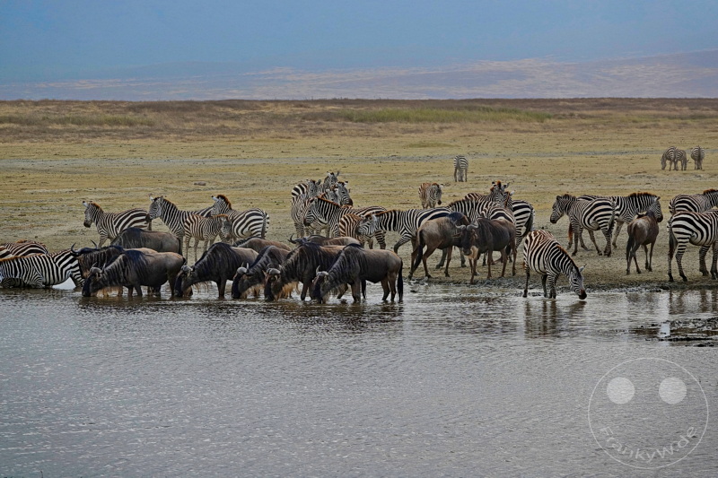 Tansania - Ngorongoro-Krater