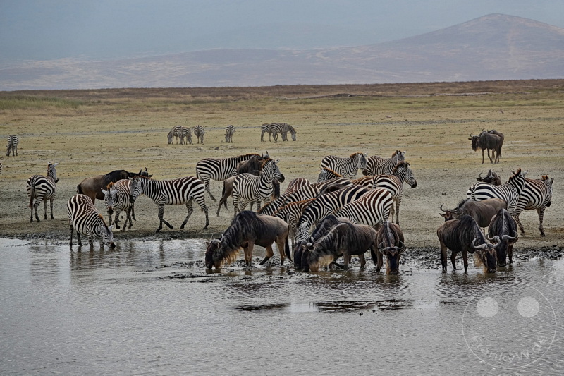 Tansania - Ngorongoro-Krater