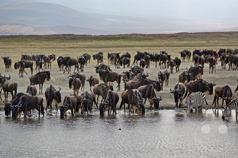 Tansania - Ngorongoro-Krater